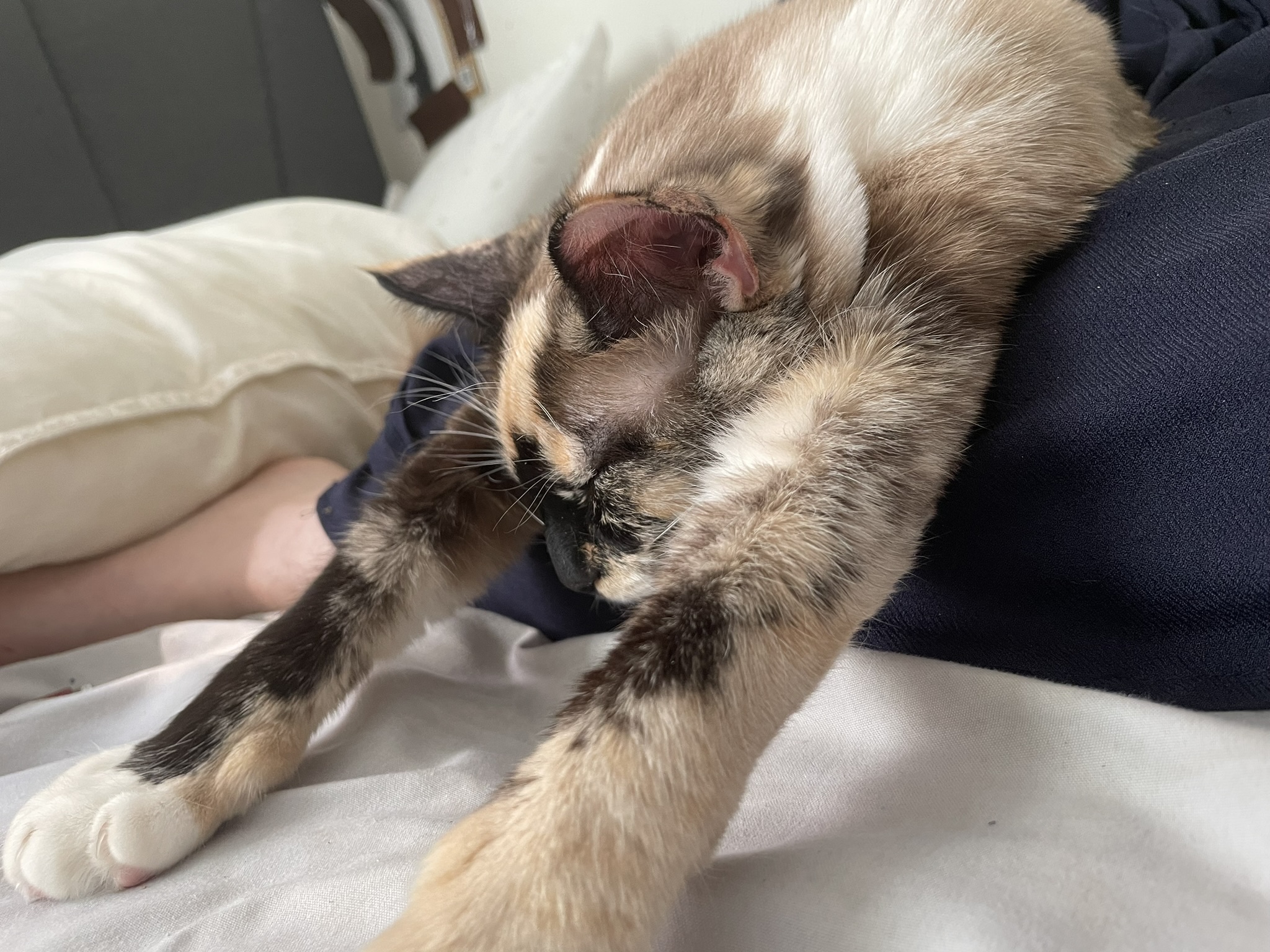 A seal-point calico cat laying with her front paws extended and her eyes closed.